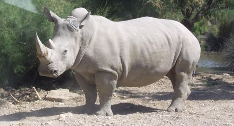 WhiteRhino